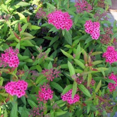 Spirea japonica anthony waterer